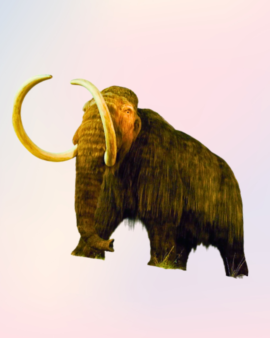 Image of a Woolly Mammoth on a cloudy blue and pink background.